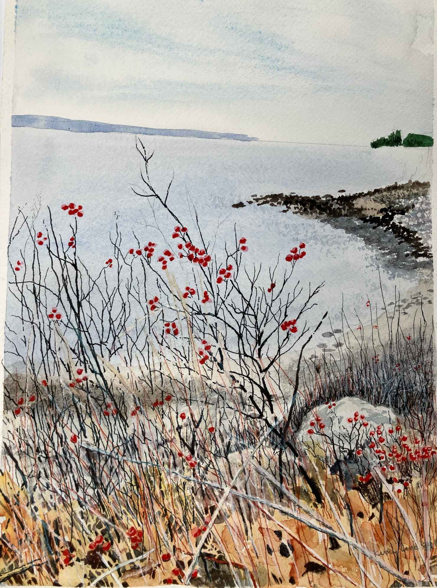 Winterberries at Samoset